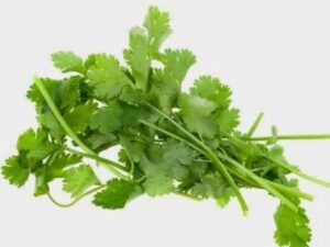 coriander leaves 50g Coriander Leaves